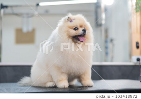 Beautiful Pomeranian after a haircut in a grooming salon. Beautiful Pomeranian after a haircut in a grooming salon. 103418972