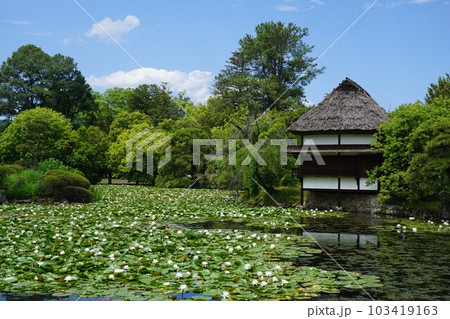 岡山県津山市にある回遊式日本庭園「衆楽園」:睡蓮満開の頃 岡山県津山市にある回遊式日本庭園「衆楽園」:睡蓮満開の頃 103419163