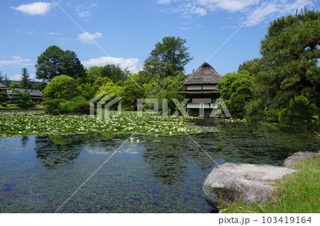 岡山県津山市にある回遊式日本庭園「衆楽園」：睡蓮満開の頃 103419164
