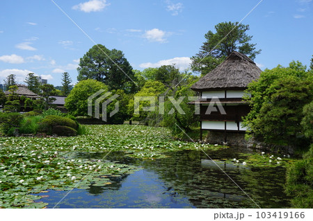岡山県津山市にある回遊式日本庭園「衆楽園」：睡蓮満開の頃 103419166