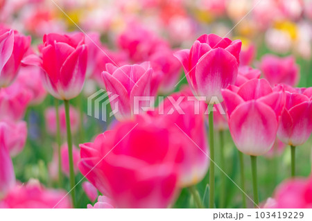 チューリップ・春爛漫 イメージ 103419229