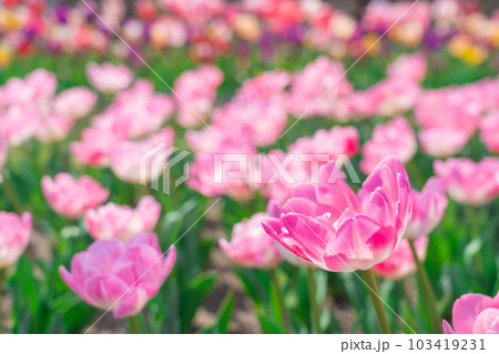 チューリップ・春爛漫 イメージ チューリップ・春爛漫 イメージ 103419231