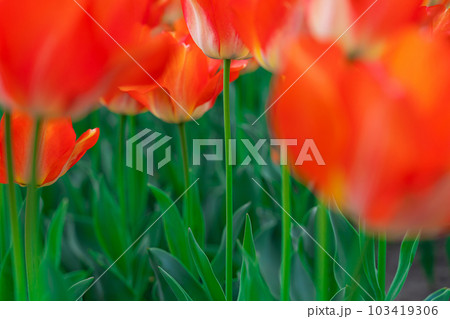 チューリップ・春爛漫 イメージ 103419306