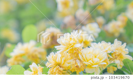 黄色い花　モッコウバラ 103419670