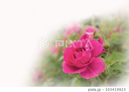 ピンクの薔薇の花 ピンクの薔薇の花 103419923