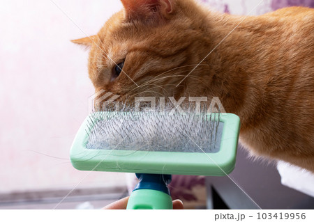 Kitten plays with a slicker close up Kitten plays with a slicker close up 103419956