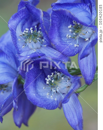 ハナトリカブトの花 Aconitum carmichaelii ハナトリカブトの花 Aconitum carmichaelii 103420185