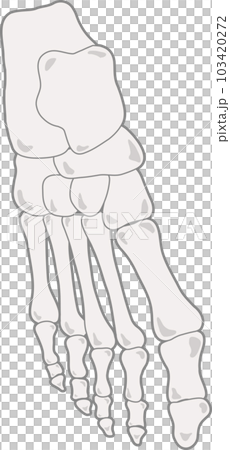 腳骨 103420272