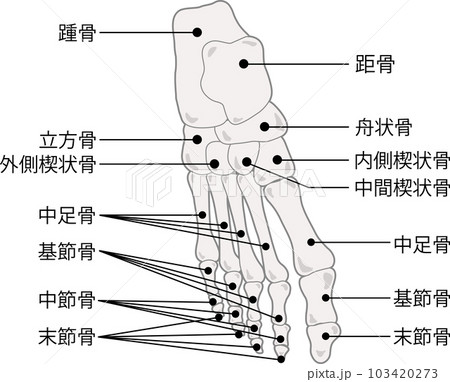 足の骨 名称付き 足の骨 名称付き 103420273