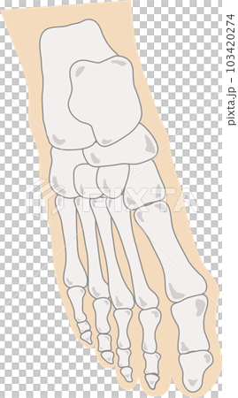 腳骨與人體 103420274