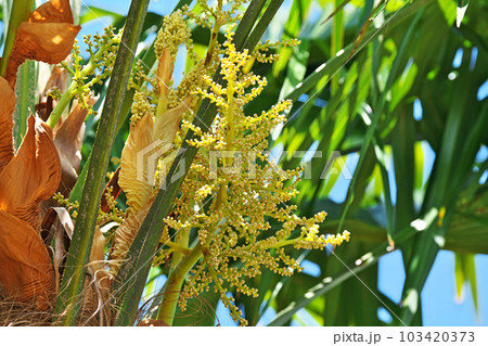 黄色いシュロの花（春、四月） 103420373