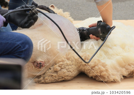羊の毛刈り　 103420596