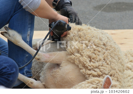 羊の毛刈り 羊の毛刈り 103420602