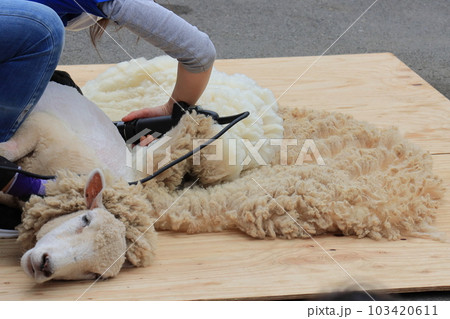 羊の毛刈り　 103420611
