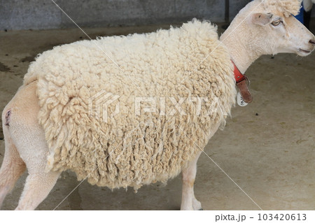羊の毛刈り　 103420613