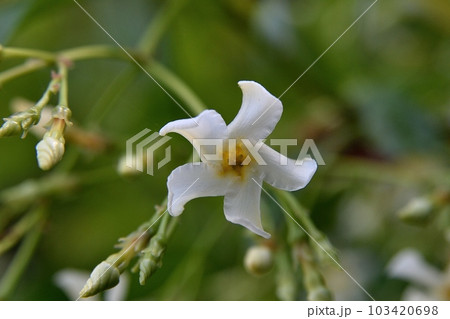 テイカカズラの花 103420698