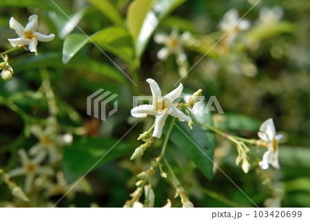 テイカカズラの花 テイカカズラの花 103420699