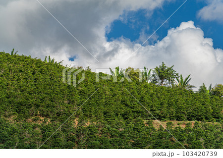 Colorful coffee plantation on a sloping hillside under a blue sky with clouds Colorful coffee plantation on a sloping hillside under a blue sky with clouds 103420739