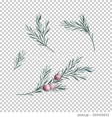 Set of twigs of rosemary with leaves and red berries. Rosemary essential oil. Kitchen herbs branch and spice. Hand drawn watercolor illustration for banner, label, package, pattern 103420832