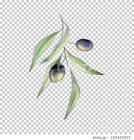 Olive branches, leaves and black berries. Olive fruit and tree branches with leaves. Hand drawn watercolor illustration. Floral plant design for wedding invitation, label, pack, stationery, greeting 103420835
