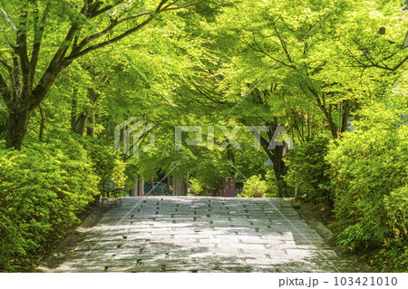 曼殊院門跡　石畳の参道　新緑のトンネル（京都市左京区一乗寺） 103421010