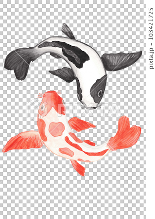 Koi carp. watercolor illustration 103421725