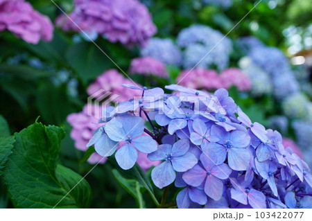 本土寺のアジサイ 千葉県松戸市 103422077