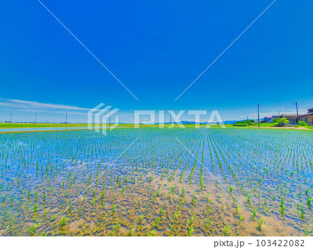新潟市　初夏の田んぼ風景 103422082
