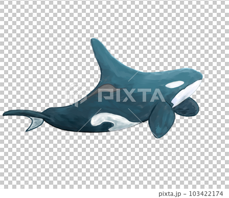 Swimming killer whale-thick coating 103422174