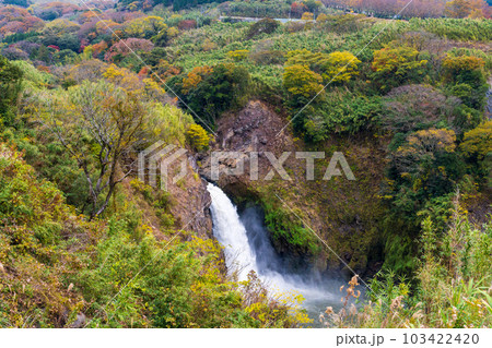 紅葉に染まる数鹿流ヶ滝(すがるがたき)風景(数鹿流ヶ滝展望台から観える風景)「南阿蘇村立野」 紅葉に染まる数鹿流ヶ滝(すがるがたき)風景(数鹿流ヶ滝展望台から観える風景)「南阿蘇村立野」 103422420