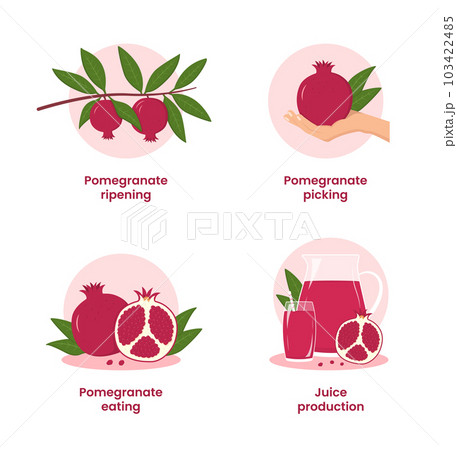 The path of the pomegranate from the branch to the table. Set of 4 pictures. Fresh pomegranate juice. Vector illustration in a flat style. The path of the pomegranate from the branch to the table. Set of 4 pictures. Fresh pomegranate juice. Vector illustration in a flat style. 103422485