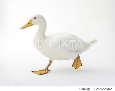 アヒル 白背景 AI生成画像 ジェネレーティブAIのイラスト素材