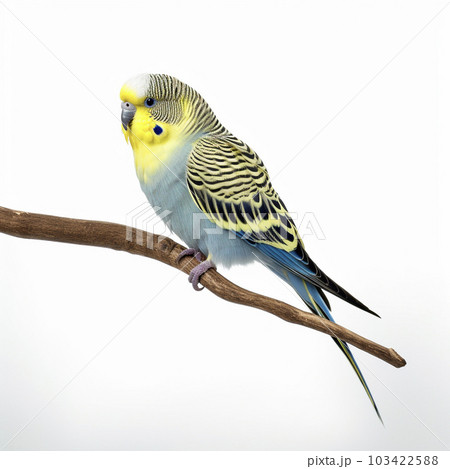 たぬき 白背景 AI生成画像 ジェネレーティブAI たぬき 白背景 AI生成画像 ジェネレーティブAI 103422588