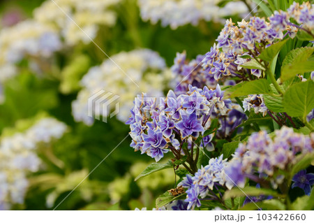 紫陽花の花 103422660