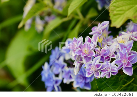 紫陽花の花 103422661