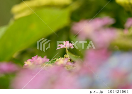 紫陽花の花 103422662