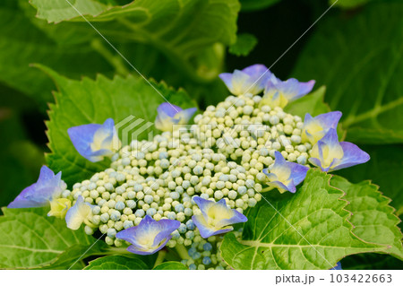 紫陽花の花 103422663