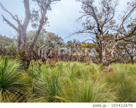 Anglesea Mountain Bike Park in Australia Anglesea Mountain Bike Park in Australia 103422670