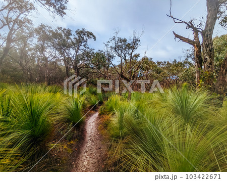 Anglesea Mountain Bike Park in Australia Anglesea Mountain Bike Park in Australia 103422671