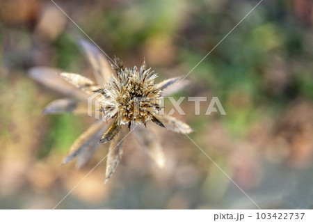 花が枯れたホソバオケラ・クローズアップ 花が枯れたホソバオケラ・クローズアップ 103422737