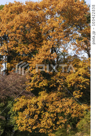 落葉樹だが葉が枯れても落葉しないコナラ 落葉樹だが葉が枯れても落葉しないコナラ 103422838