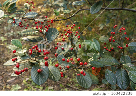 秋に赤い実をつけるコトネアスターの仲間 103422839