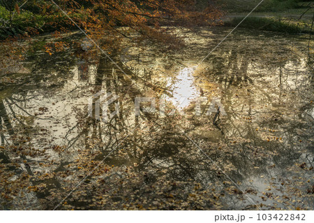 秋の夕日に照らされた紅葉の落葉で溢れた池の水面 103422842