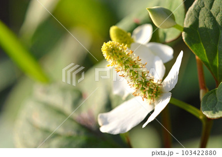 ドクダミの白い花と蕾 ドクダミの白い花と蕾 103422880