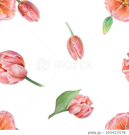 Pink tulips seamless pattern painted in watercolor, realistic botanical hand drawn illustration, background for design, wedding print products, paper, invitations, cards, fabric 103423576