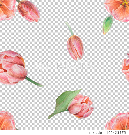 Pink tulips seamless pattern painted in watercolor, realistic botanical hand drawn illustration, background for design, wedding print products, paper, invitations, cards, fabric 103423576