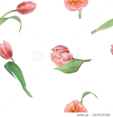Pink tulips seamless pattern painted in watercolor, realistic botanical hand drawn illustration, background for design, wedding print products, paper, invitations, cards, fabric 103423580