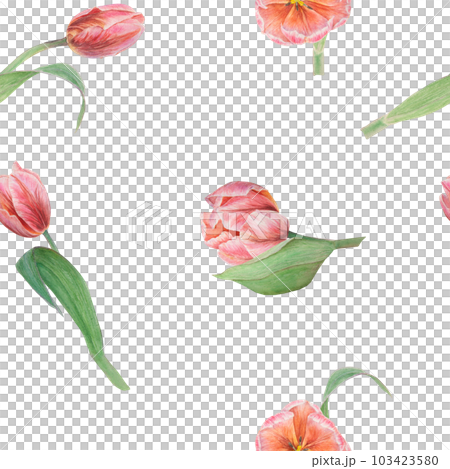 Pink tulips seamless pattern painted in watercolor, realistic botanical hand drawn illustration, background for design, wedding print products, paper, invitations, cards, fabric 103423580