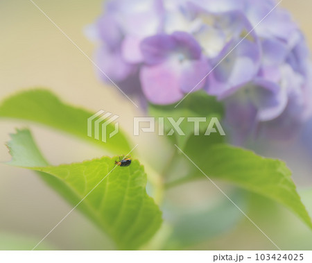 紫陽花に暮らすクロウリハムシ 103424025