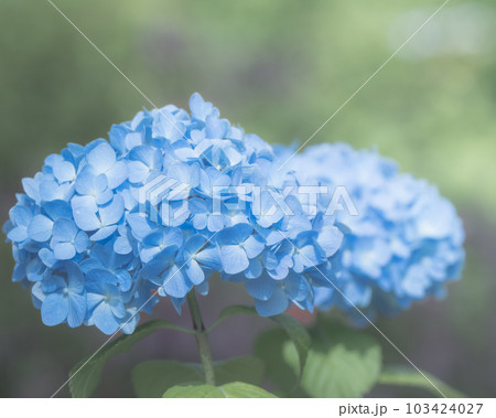 青く満開の紫陽花 103424027